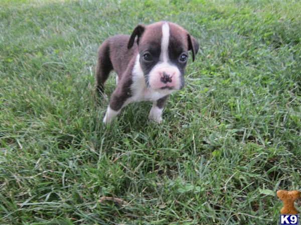 Puppies in KY